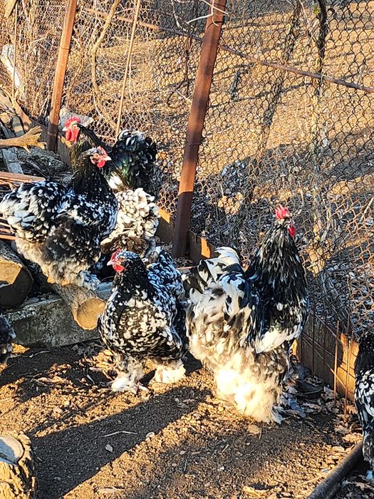 Oua pentru incubat cochinchina bobat urias