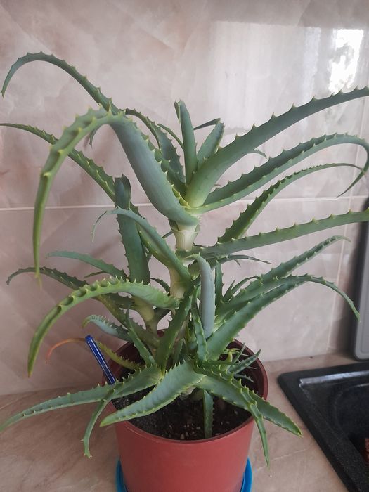 Продам комнатный,,Алоэ "