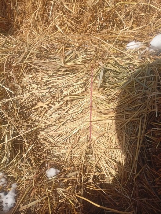 Солома, сено, суданка