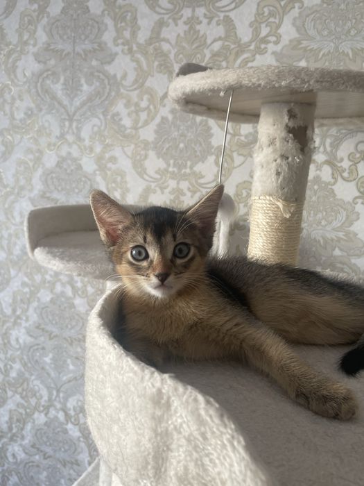 Абисинский котенок
