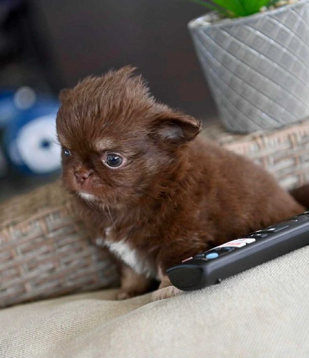 Мъжко дългокосместо миниатюрно шоколадов тен чихуахуа