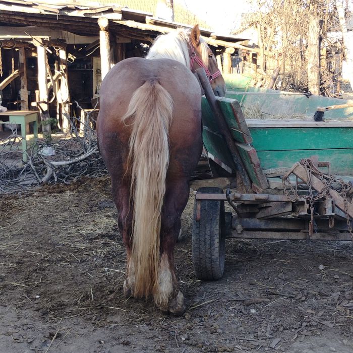 De vânzare  armăsar