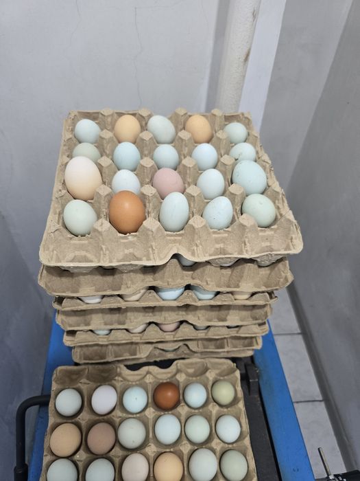 Продам Кур Доминант.Цыплята