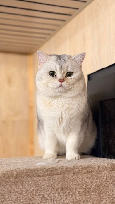 Продается пара котят муж жена для себя так и для вязки!