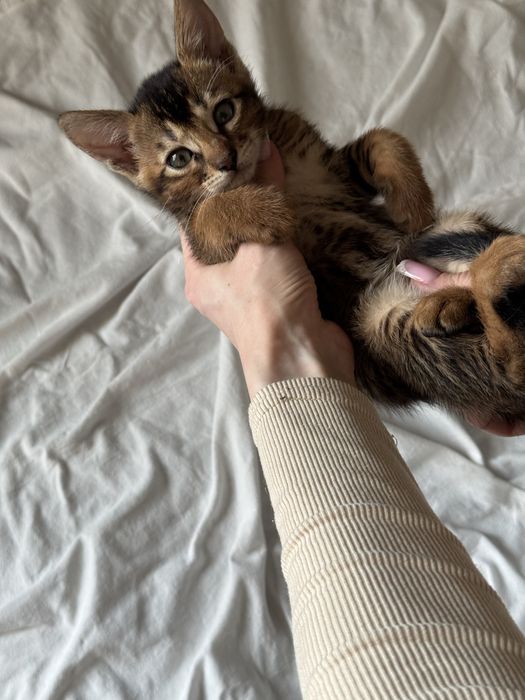 абиссинский котенок