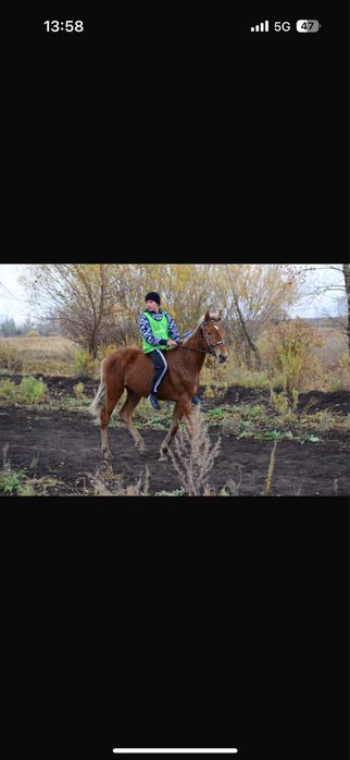 Красивый Жеребец холка 160+