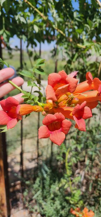 Продаётся дачный участок