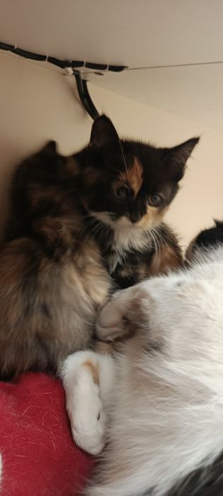 Котята трёхцветные