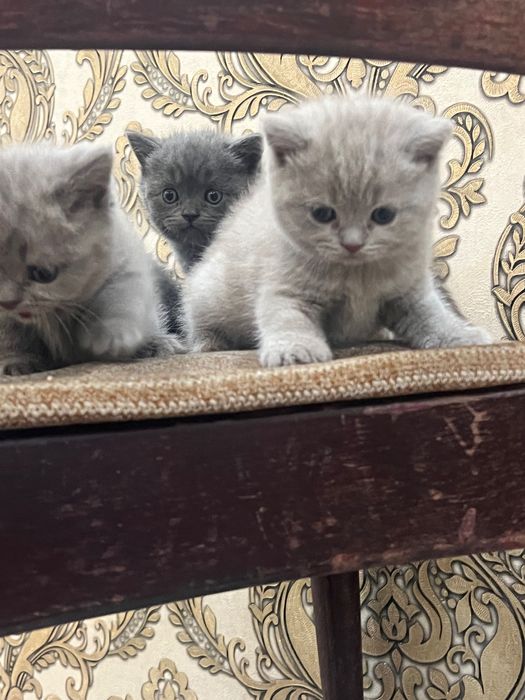 Кошка Скоттиш Страйт