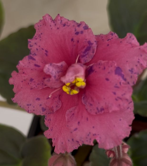 Фиалка розовая с синим крапом