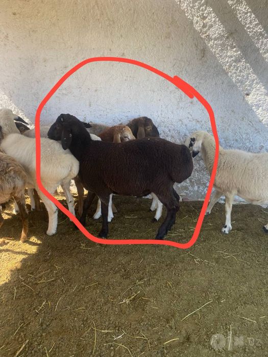 2 ta qochqorcha kelishamz