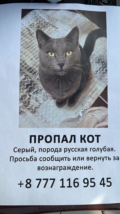 Пропал кот , помогите найти