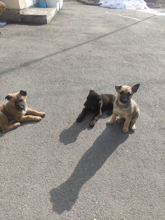 Щенята.  малинуа