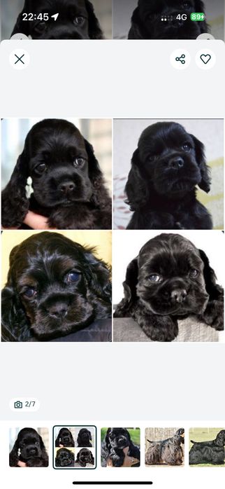 Англиский кокер спаниель охот щенята девочки только