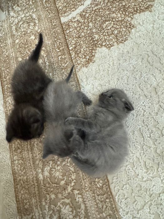 Отдам котят в добрые руки