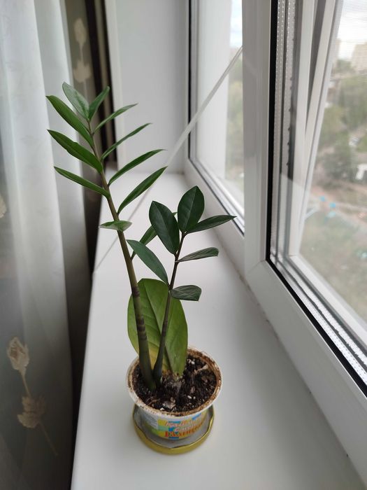 Цветы продам цветы