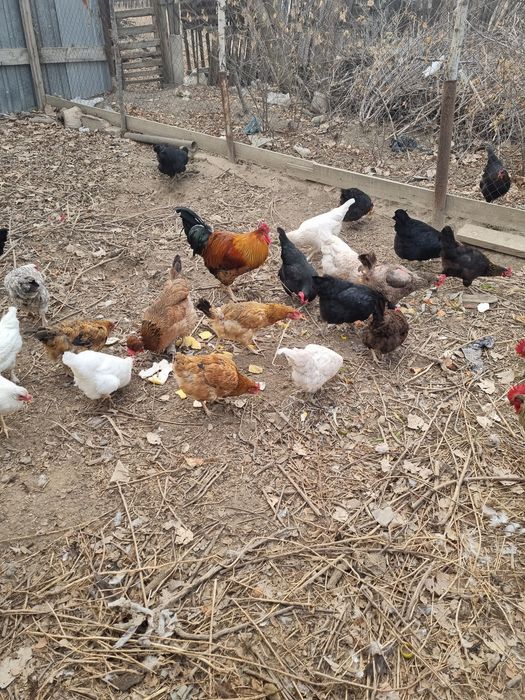 Продам домашних курей и петухов