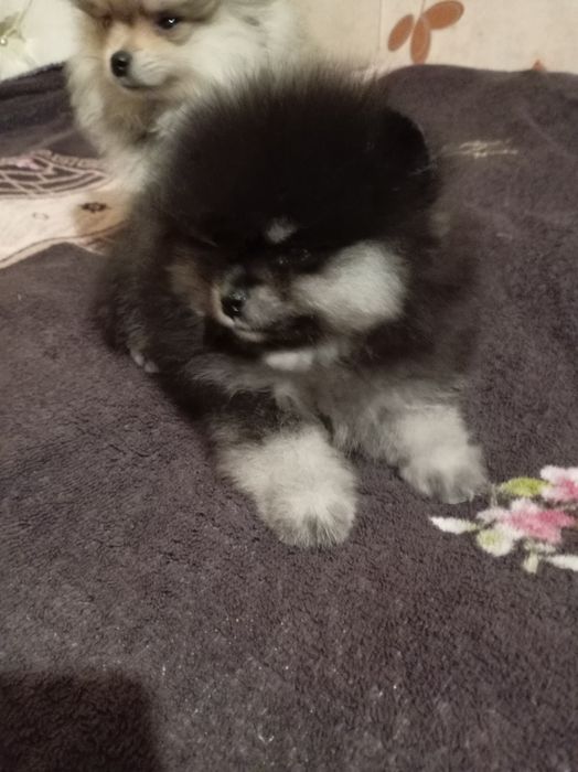 Продам щенков шпица