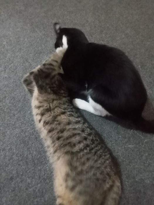 Hadyalar mushuklar beriladi