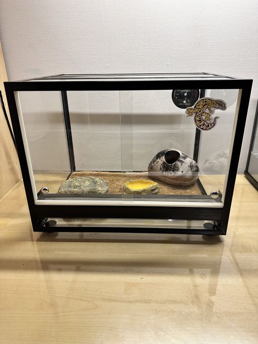 Ящерица Эублефар с террариумом