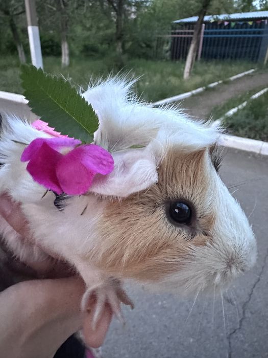 Продам морскую свинку