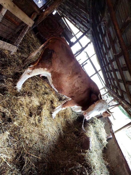 VACA GESTANTA 8 Luni De 3 vitei