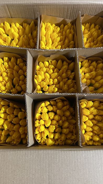 Тюльпан оптом ( луковица Голландия)