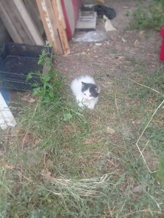 Котята ищут дом.