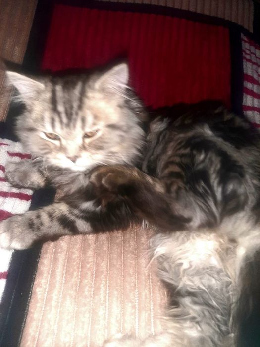 Отдам даром кота