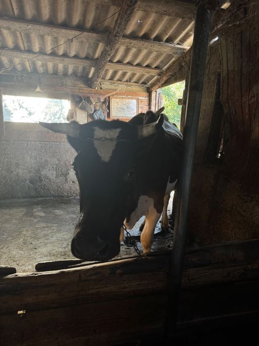 Vaca de lapte Breasta
