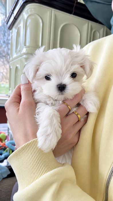 Bichon maltez mini toy