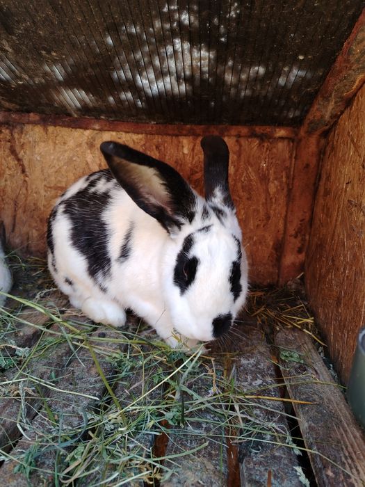 Vand pui de iepure de 1 luna