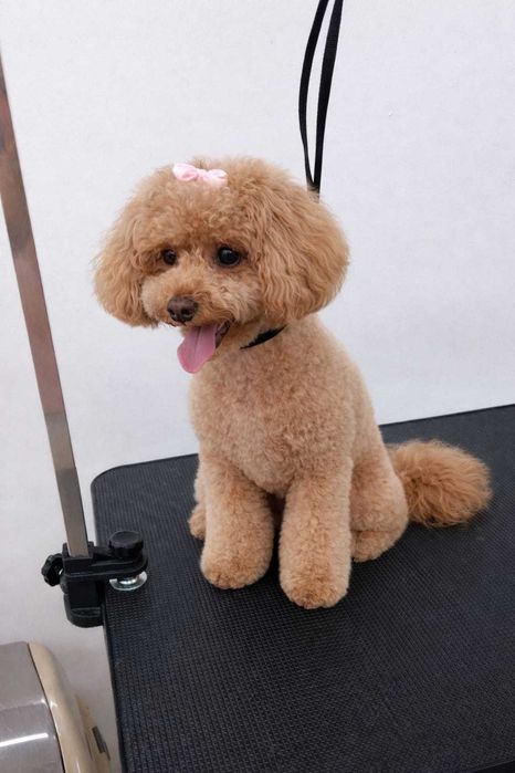 Salon Canin / Tuns Caini / Salon Sector 6 - Frizerie Canina