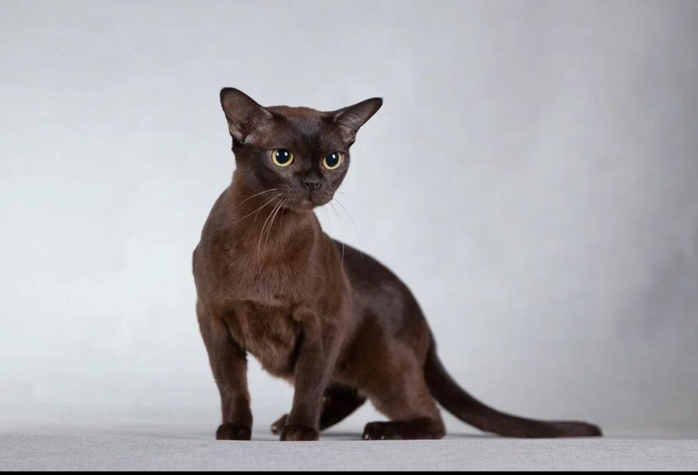 Европейская бурма