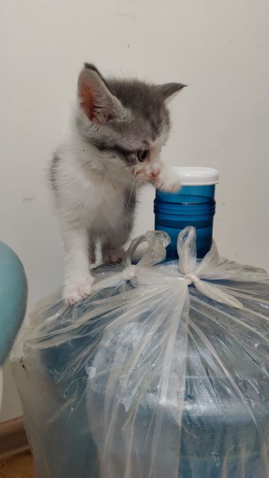 Продам котёнка не дорого !