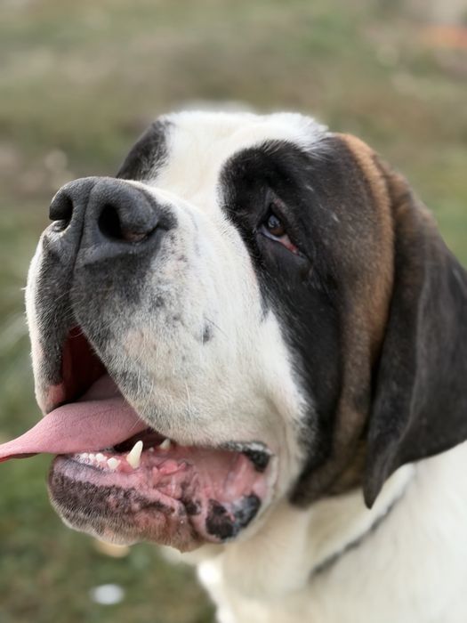 Femela de Saint Bernard cu Pedigree