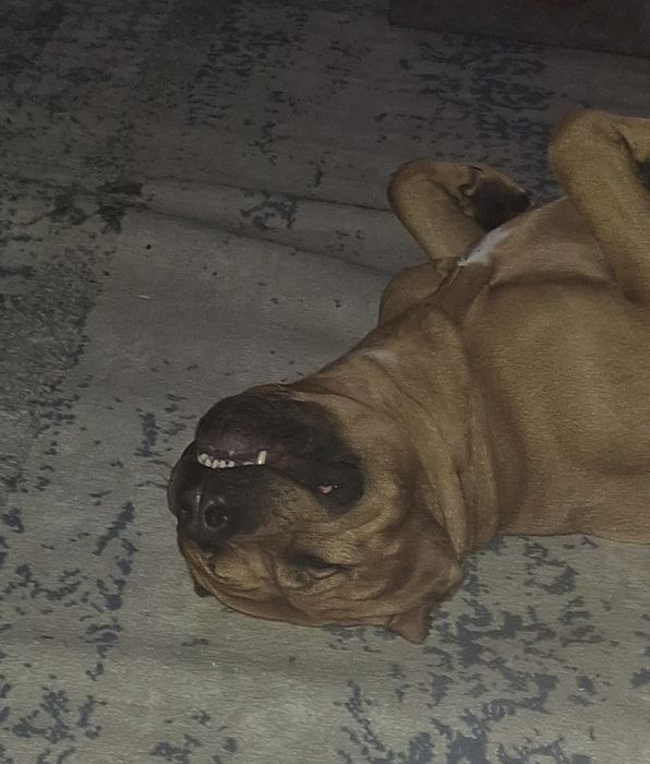 Продам чистокровного питбуля