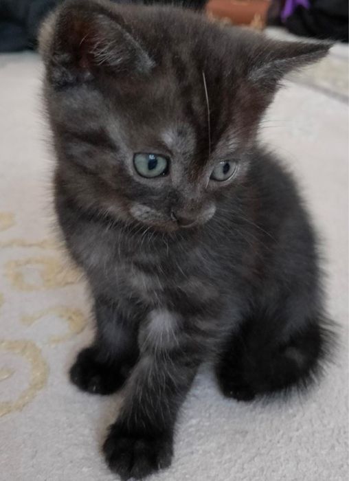 Британский кот вязка