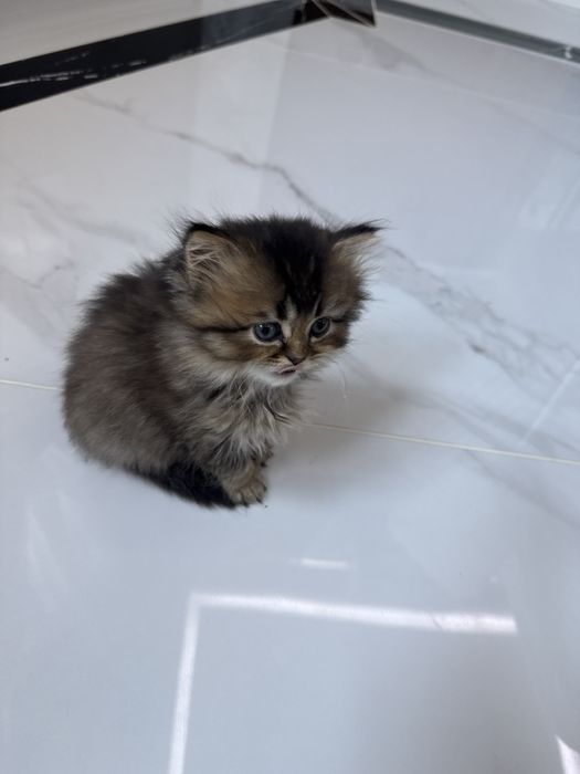 Шотландский скотиш страйт