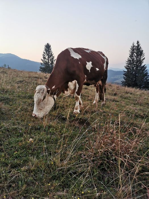 Vînd  vaci și viței