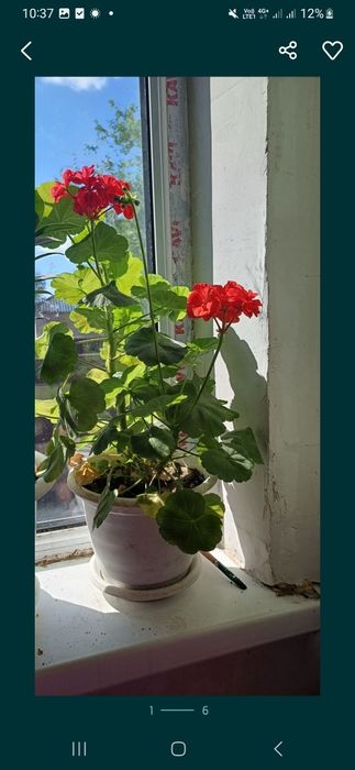 Комнатные цветы                 .