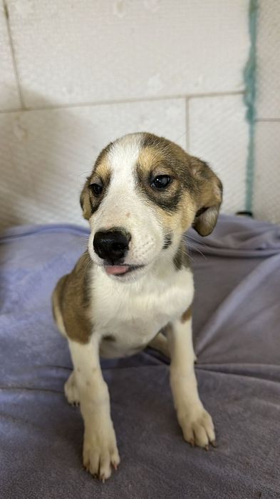 Ищу дом замечательным щенкам