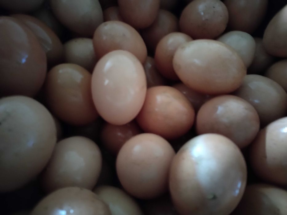 Gaini Outoare in producție de ouâ