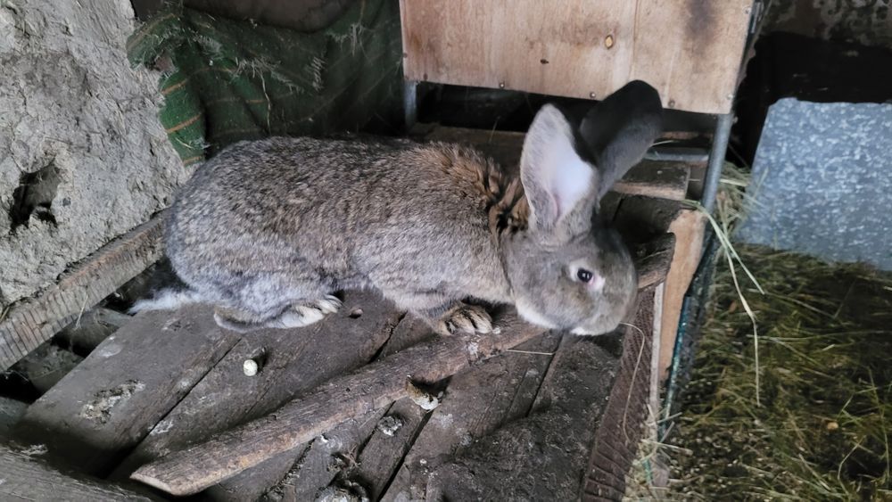 Кролики на племя