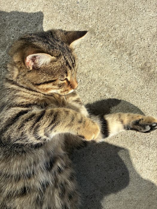 Женски котета на 5 месеца