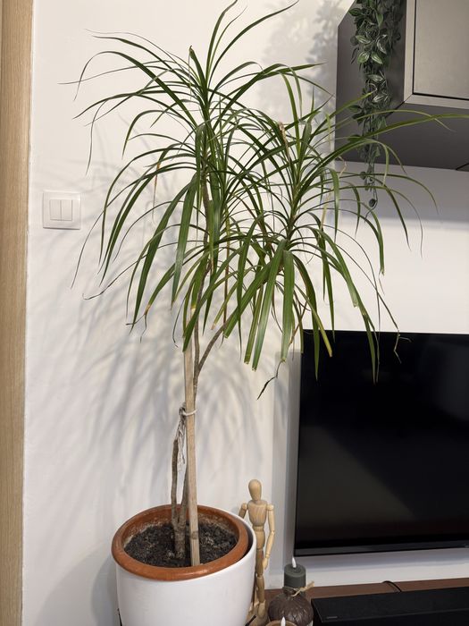 Planta naturala de interior Dracaena