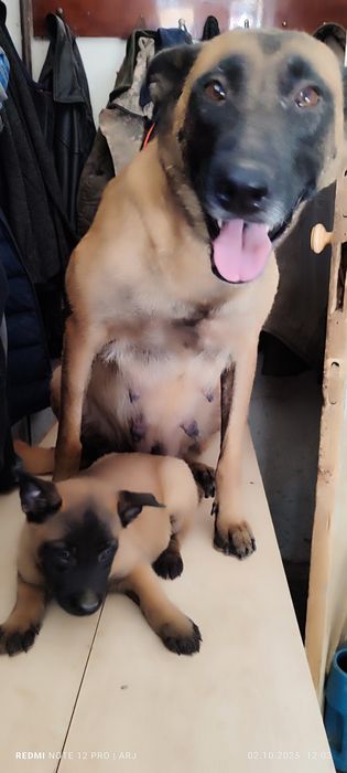 Бельгийские щенята малинуа