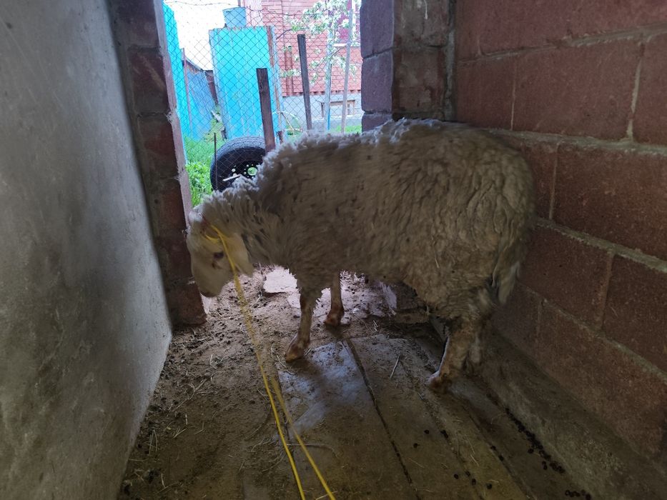 Кошкар, баран, кой сатылады