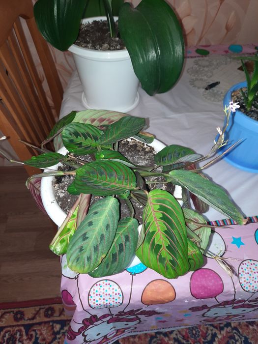 Продам комнатные цветы