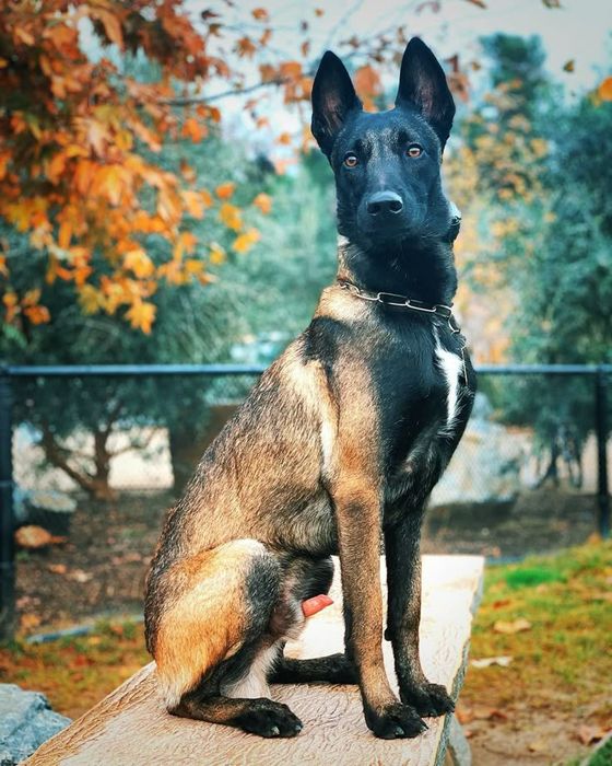 Belgiyeiskiy malinua